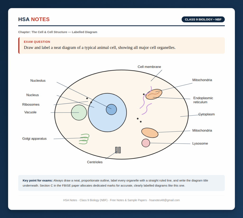Labelled diagram of a typical animal cell for Class 9 NBF Biology showing nucleus, nucleolus, mitochondria, endoplasmic reticulum, Golgi apparatus, vacuole, lysosome and centrioles, by HSA Notes